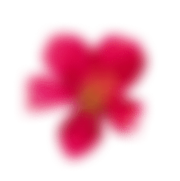 Pink flower, blooming, isolated on black background.