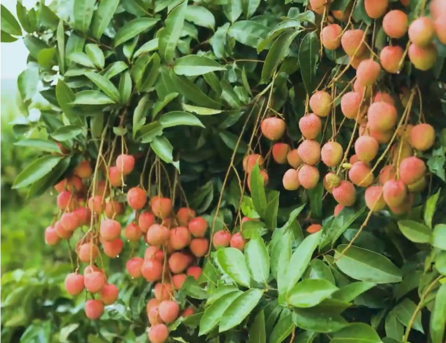 Lychees hang from branches, laden on a tree, outdoors.