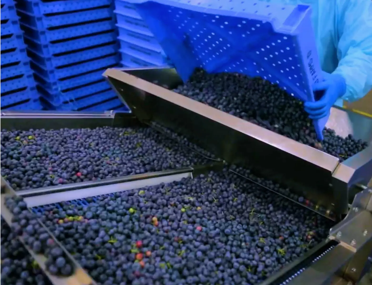 Blueberries are being poured from a crate onto a conveyor belt in a factory.