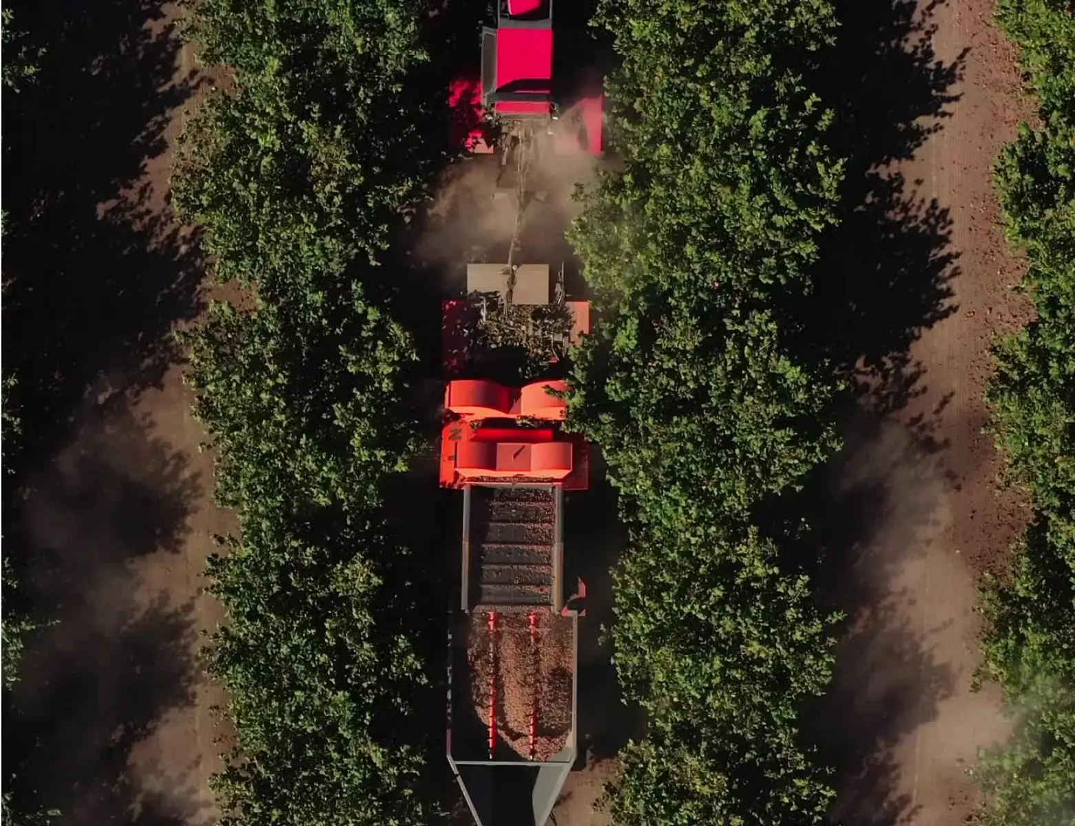 Harvester collects nuts, moving through orchard.