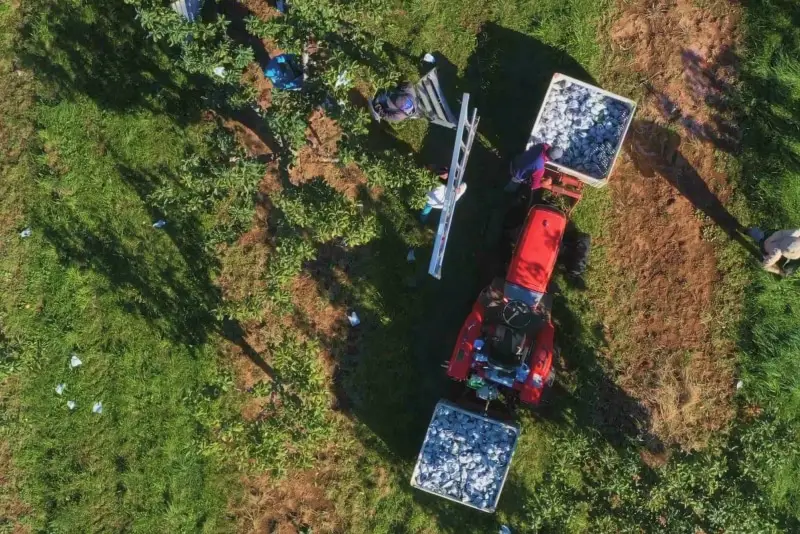 Workers load fruit into crates on a tractor in an orchard.
