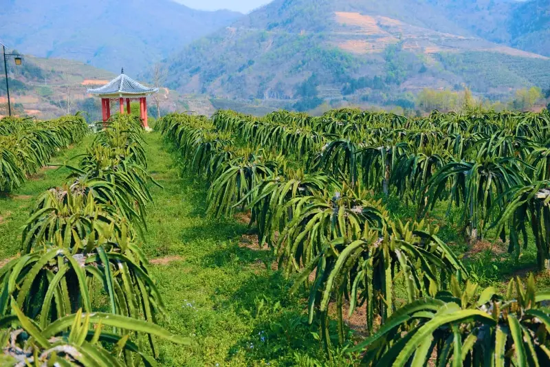 Dragon fruit plants grow in rows, a hillside setting. A red pavilion is visible in the background.