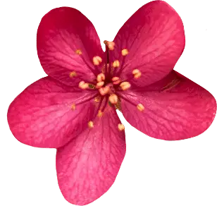 A vibrant pink flower blooms, its petals spread wide against a black background.