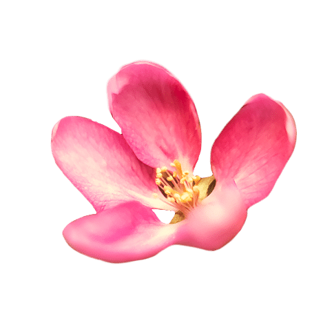 Pink flower blooms against a black background.