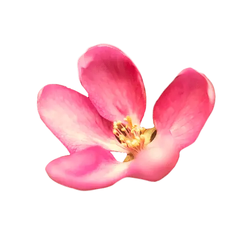 Pink flower blooms against a black background.