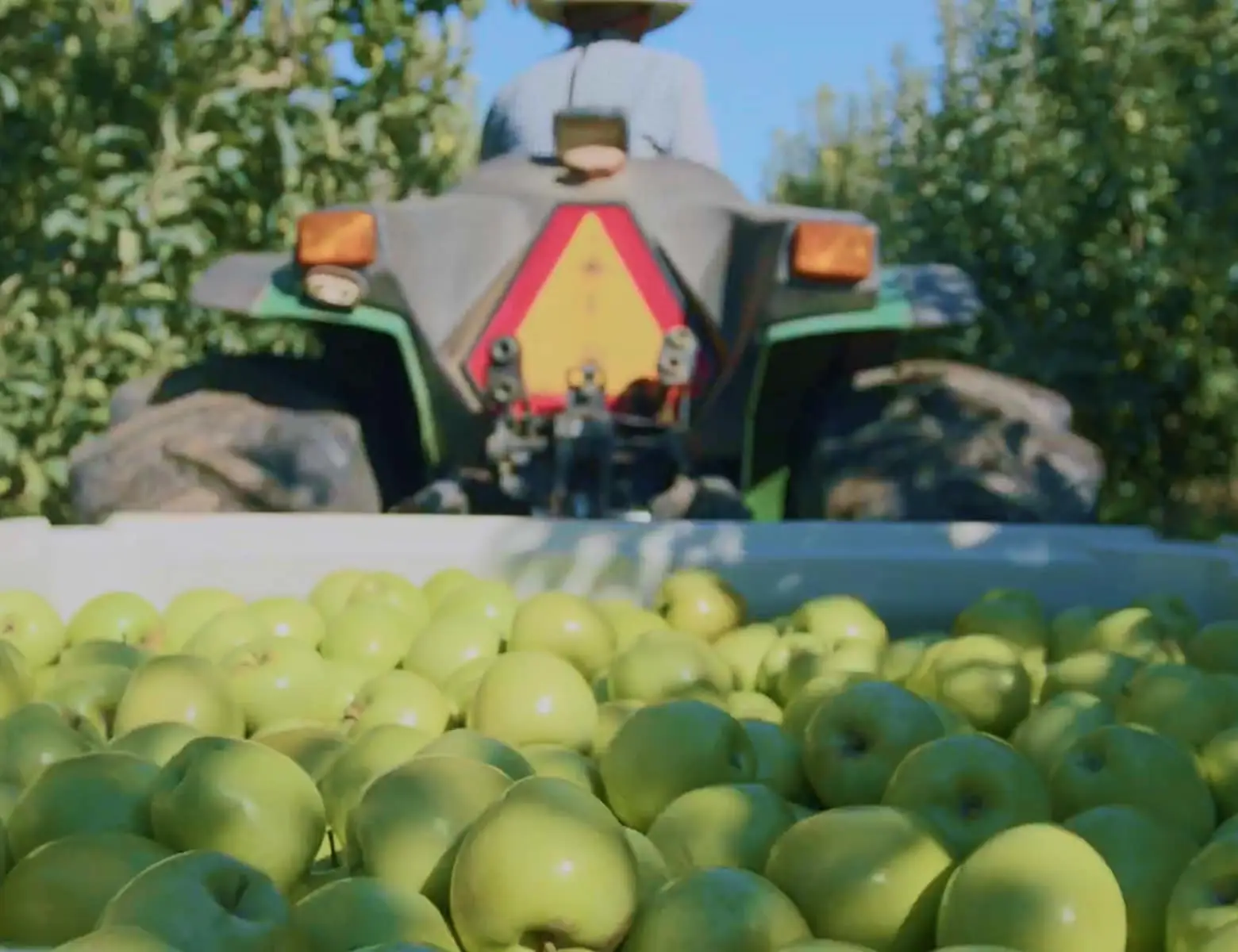 Green apples filling a container; a person drives an ATV in an orchard.