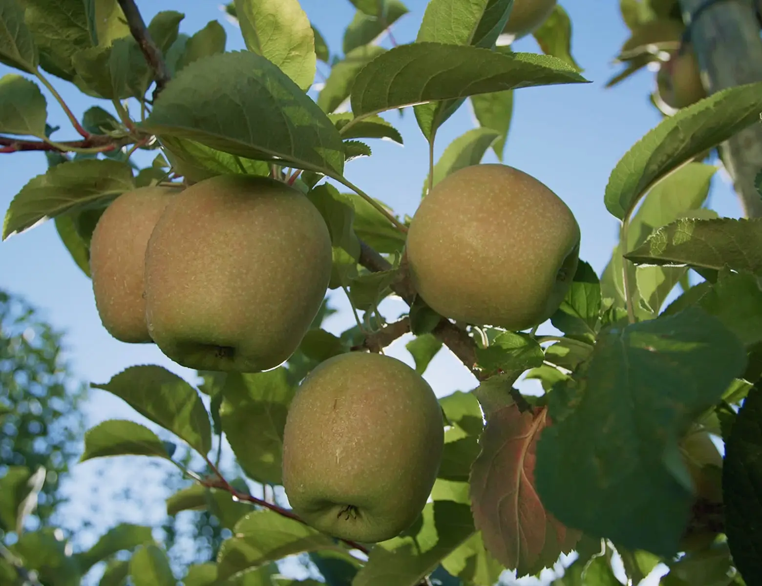 Apples ripen on a tree branch against a bright blue sky.