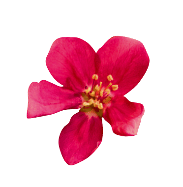 Pink flower blossoms against a green background.