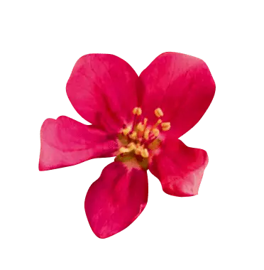 Pink flower blossoms against a green background.