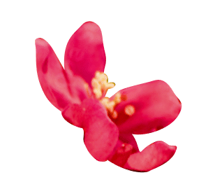 A vibrant pink flower blossoms against a muted green background.