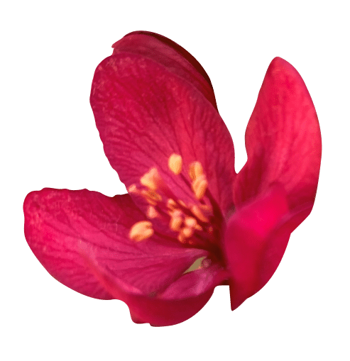 Crimson flower blooms, showcasing its stamen, against a green backdrop.
