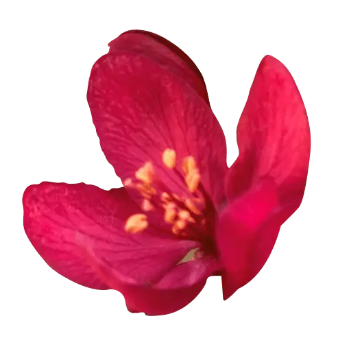 Crimson flower blooms, showcasing its stamen, against a green backdrop.